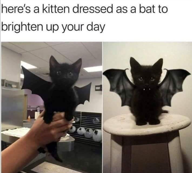 here's a kitten dressed as a bat to brighten up your day