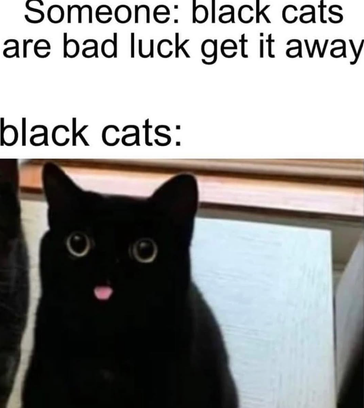 Someone: black cats are bad luck get it away black cats: