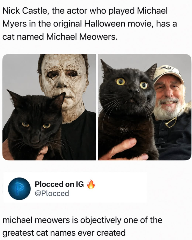 Nick Castle, the actor who played Michael Myers in the original Halloween movie, has a cat named Michael Meowers. Plocced on IG @Plocced michael meowers is objectively one of the greatest cat names ever created