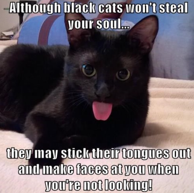 Although black cats won't steal your soul... they may stick their tongues out and make faces at you when you're not looking!