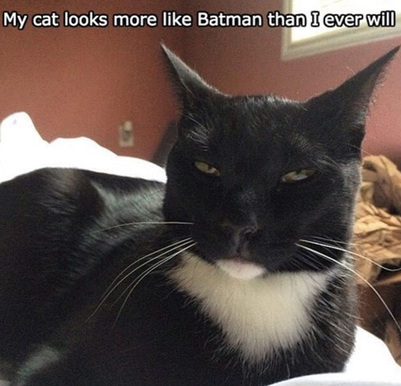 My cat looks more like Batman than I ever will