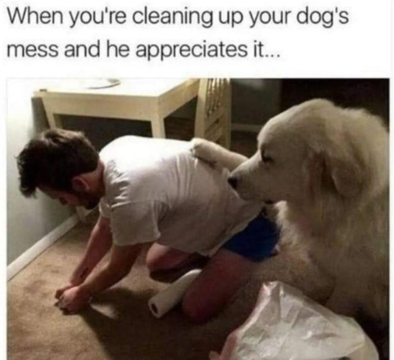 When you're cleaning up your dog's mess and he appreciates it...