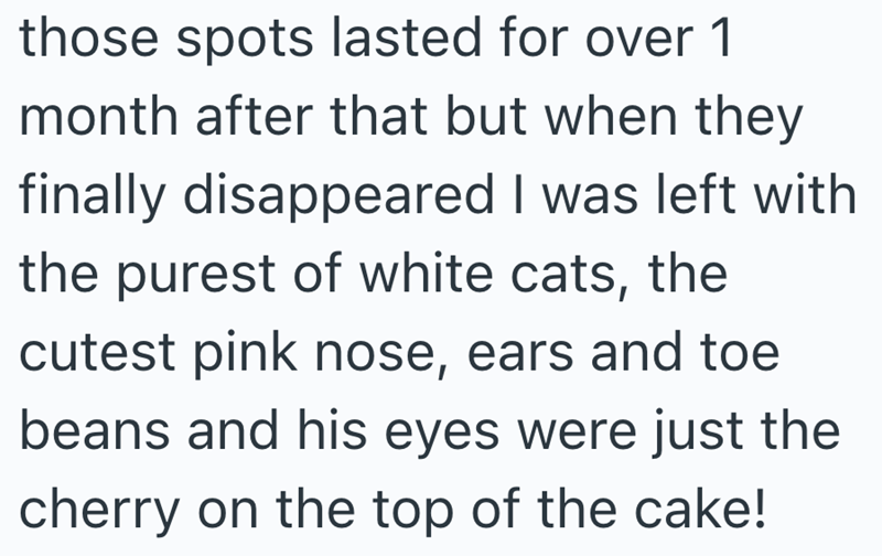 those spots lasted for over 1 month after that but when they finally disappeared I was left with the purest of white cats, the cutest pink nose, ears and toe beans and his eyes were just the cherry on the top of the cake!