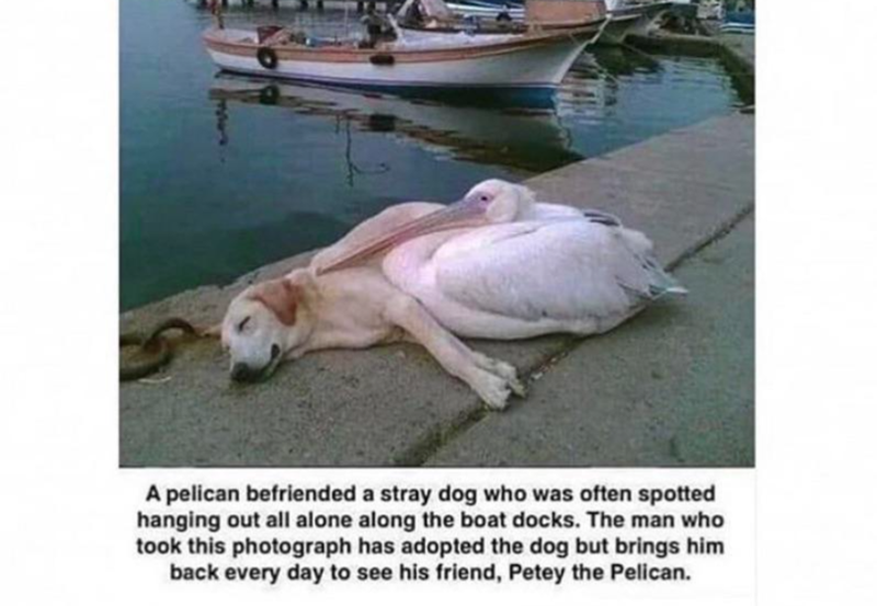 A pelican befriended a stray dog who was often spotted hanging out all alone along the boat docks. The man who took this photograph has adopted the dog but brings him back every day to see his friend, Petey the Pelican.