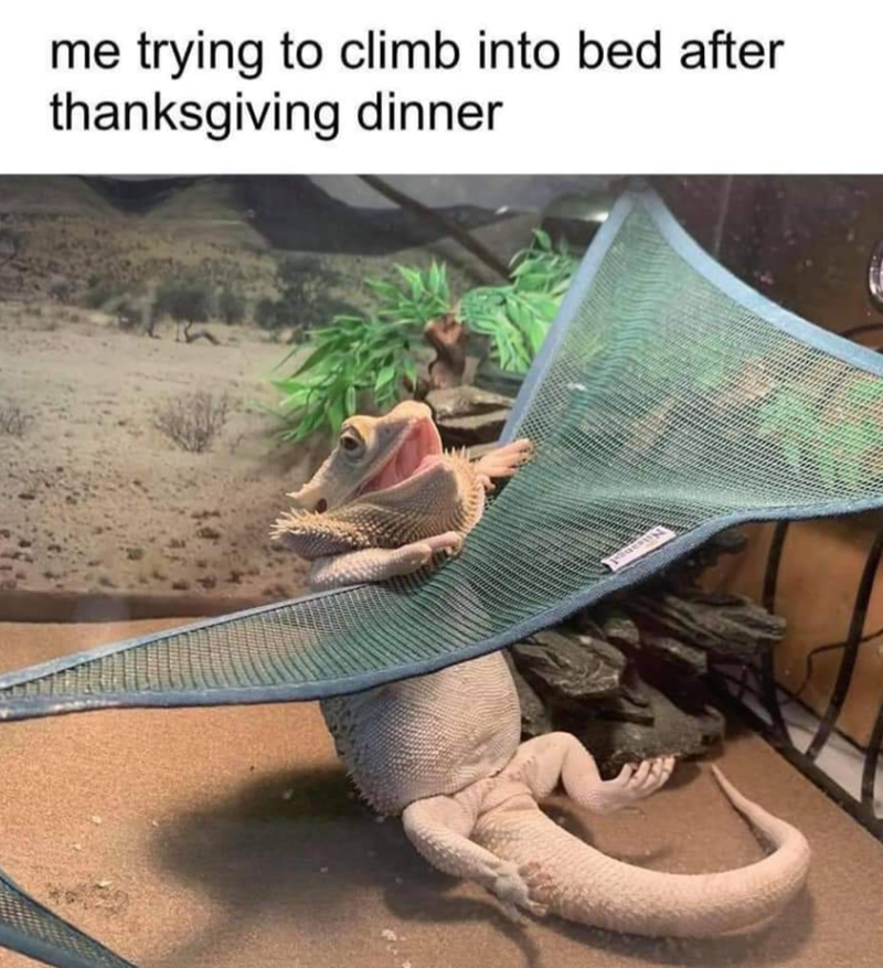 me trying to climb into bed after thanksgiving dinner
