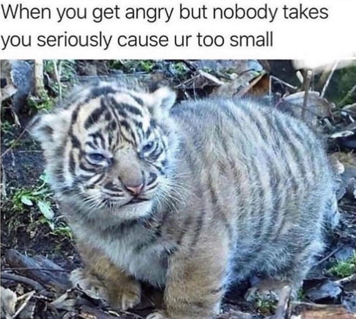 When you get angry but nobody takes you seriously cause ur too small