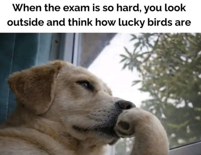 When the exam is so hard, you look outside and think how lucky birds are