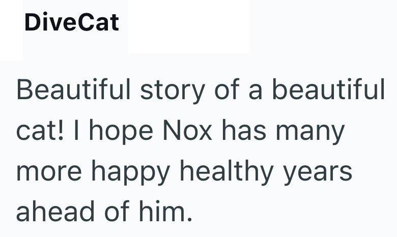 DiveCat Beautiful story of a beautiful cat! I hope Nox has many more happy healthy years ahead of him.