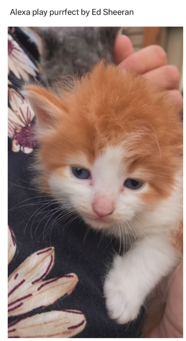 Alexa play purrfect by Ed Sheeran