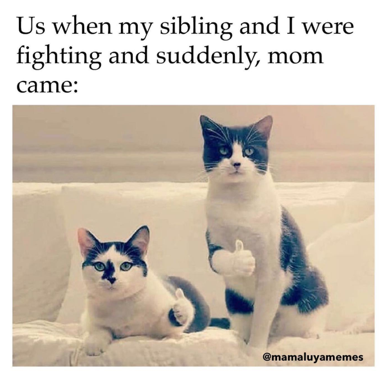 Us when my sibling and I were fighting and suddenly, came: mom @mamaluyamemes