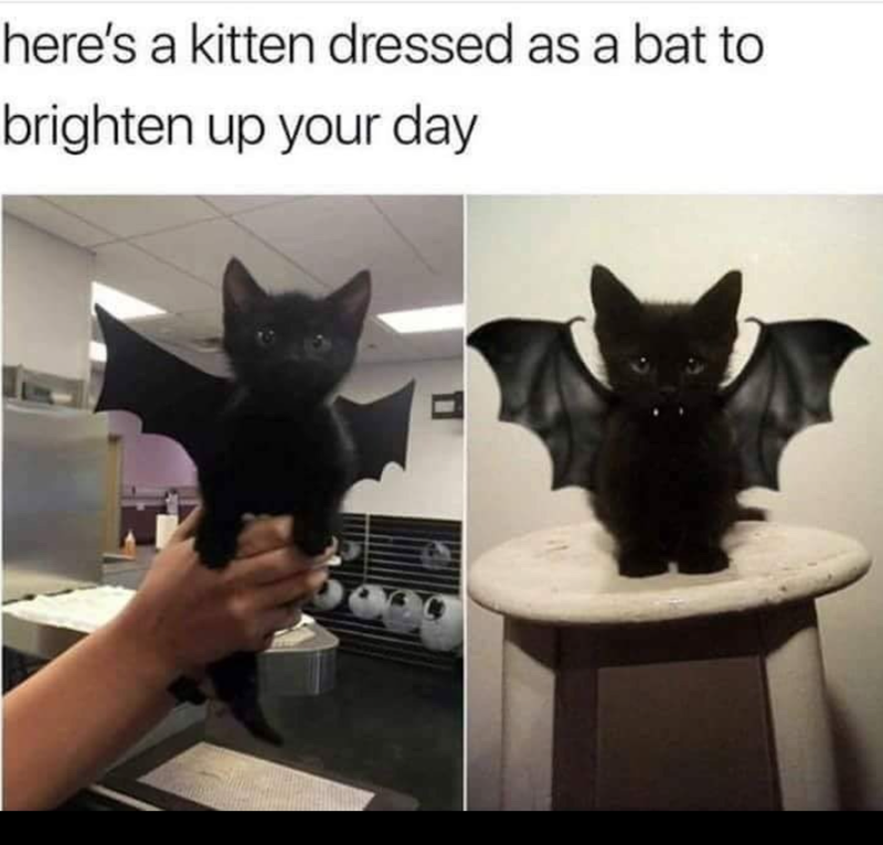 here's a kitten dressed as a bat to brighten up your day
