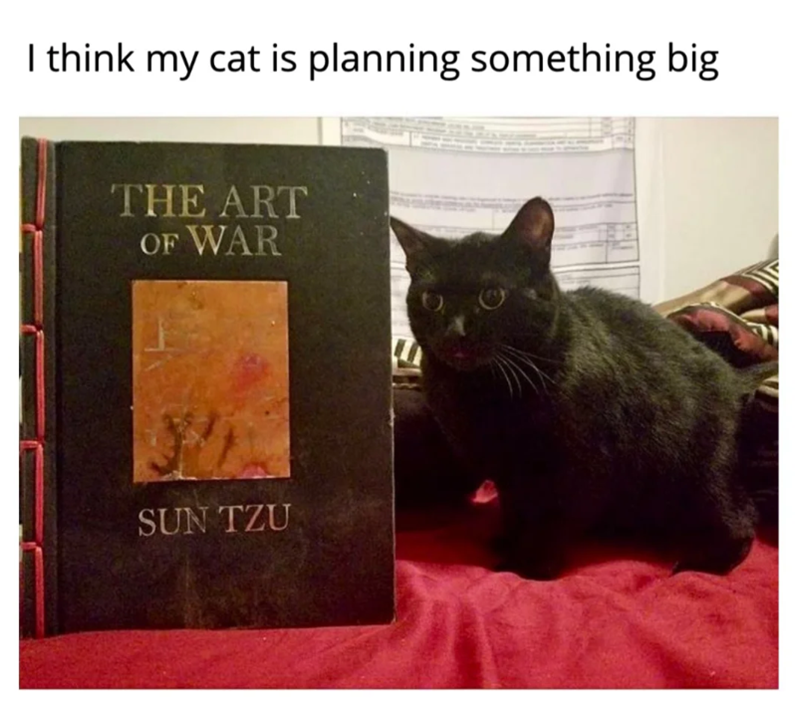 I think my cat is planning something big THE ART OF WAR SUN TZU