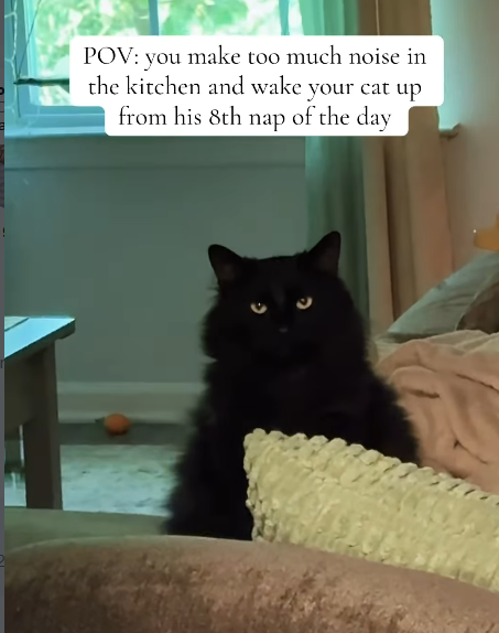 POV: you make too much noise in the kitchen and wake your cat up from his 8th nap of the day