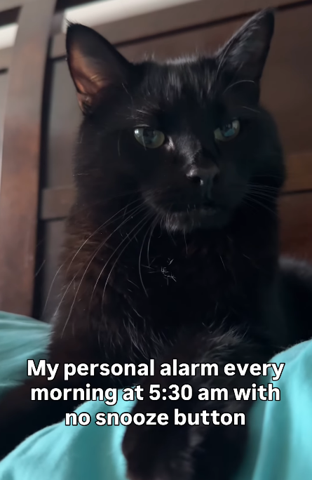My personal alarm every morning at 5:30 am with no snooze button