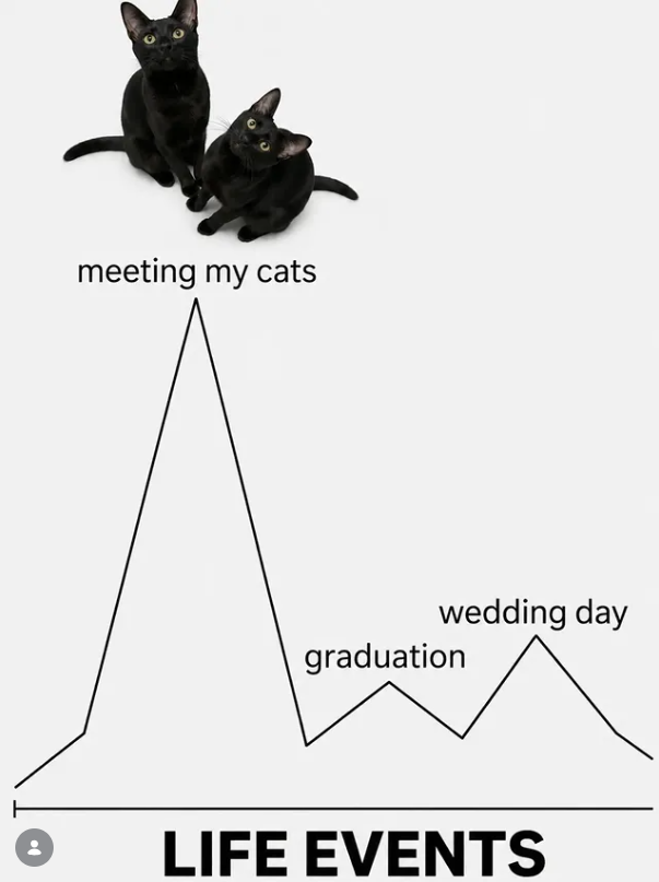 meeting my cats wedding day graduation LIFE EVENTS