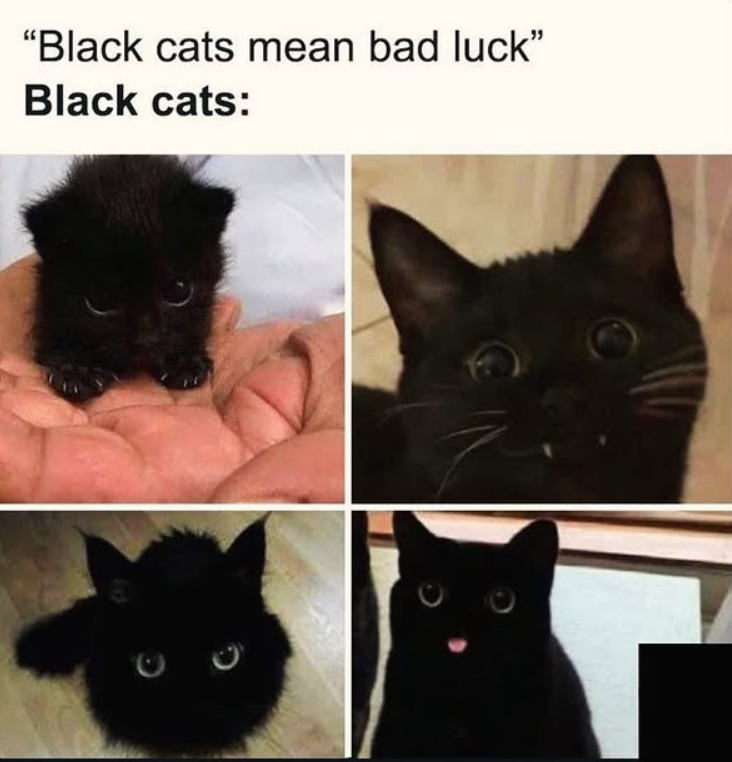 "Black cats mean bad luck" Black cats: