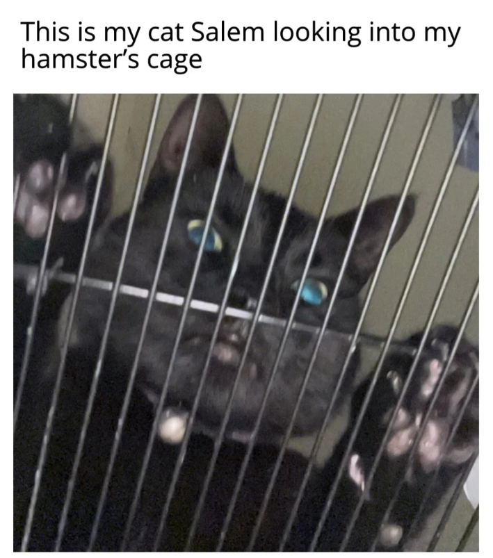 This is my cat Salem looking into my hamster's cage