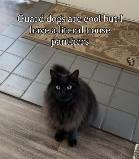 Guard dogs are cool but I have a literal house panthers