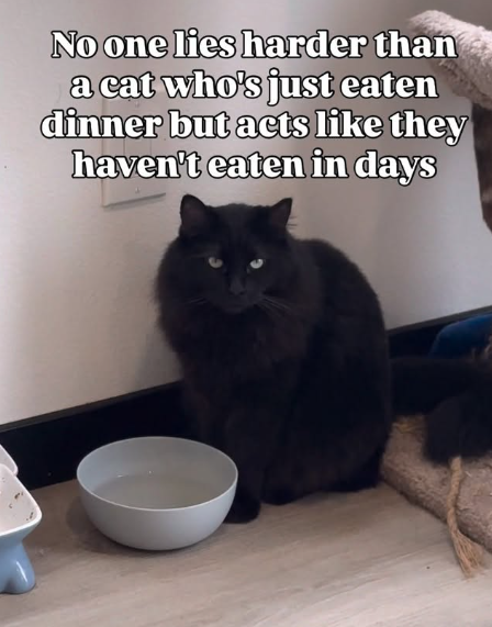 No one lies harder than a cat who's just eaten dinner but acts like they haven't eaten in days