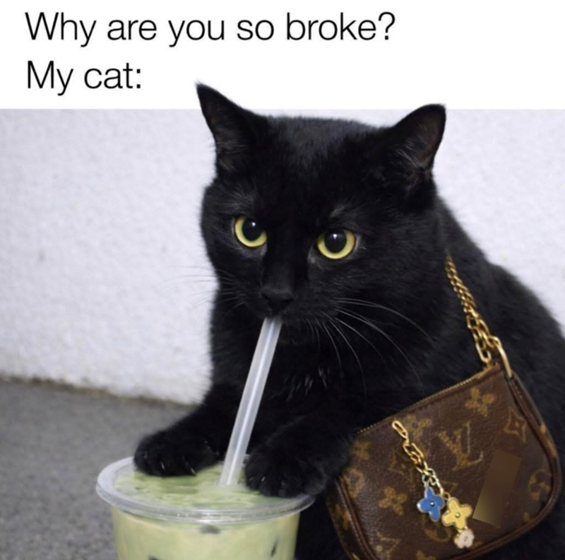 934 Why are you so broke? My cat: