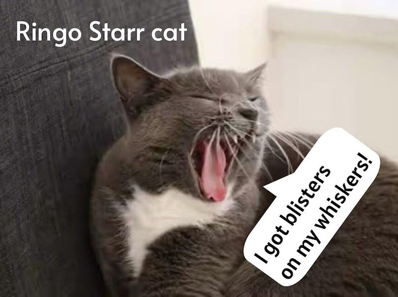 Ringo Starr cat I got blisters on my whiskers!