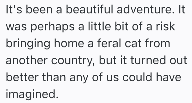 It's been a beautiful adventure. It was perhaps a little bit of a risk bringing home a feral cat from another country, but it turned out better than any of us could have imagined.