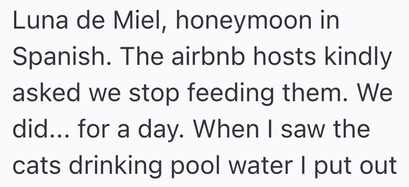 Luna de Miel, honeymoon in Spanish. The airbnb hosts kindly asked we stop feeding them. We did... for a day. When I saw the cats drinking pool water I put out