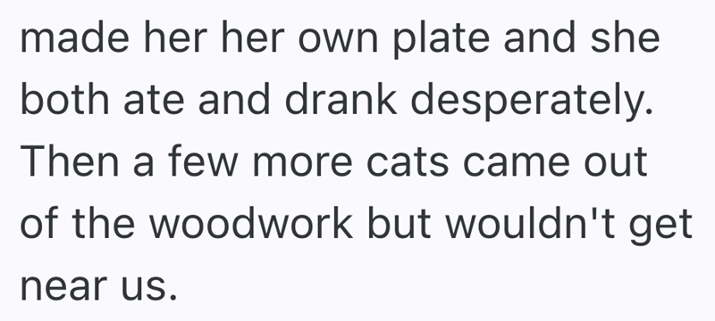 made her her own plate and she both ate and drank desperately. Then a few more cats came out of the woodwork but wouldn't get near us.
