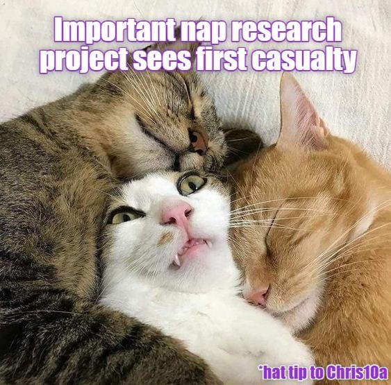 Important nap research project sees first casualty *hat tip to Chris10a
