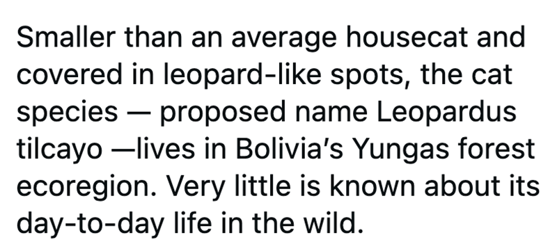 Smaller than an average housecat and covered in leopard-like spots, the cat species proposed name Leopardus tilcayo -lives in Bolivia's Yungas forest ecoregion. Very little is known about its day-to-day life in the wild.