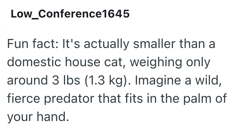 Low_Conference1645 Fun fact: It's actually smaller than a domestic house cat, weighing only around 3 lbs (1.3 kg). Imagine a wild, fierce predator that fits in the palm of your hand.