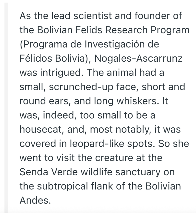As the lead scientist and founder of the Bolivian Felids Research Program (Programa de Investigación de Félidos Bolivia), Nogales-Ascarrunz was intrigued. The animal had a small, scrunched-up face, short and round ears, and long whiskers. It was, indeed, too small to be a housecat, and, most notably, it was covered in leopard-like spots. So she went to visit the creature at the Senda Verde wildlife sanctuary on the subtropical flank of the Bolivian Andes.