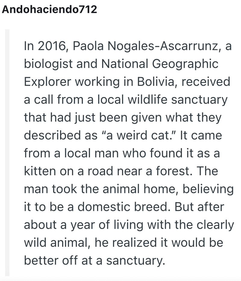 Andohaciendo712 In 2016, Paola Nogales-Ascarrunz, a biologist and National Geographic Explorer working in Bolivia, received a call from a local wildlife sanctuary that had just been given what they described as "a weird cat." It came from a local man who found it as a kitten on a road near a forest. The man took the animal home, believing it to be a domestic breed. But after about a year of living with the clearly wild animal, he realized it would be better off at a sanctuary.