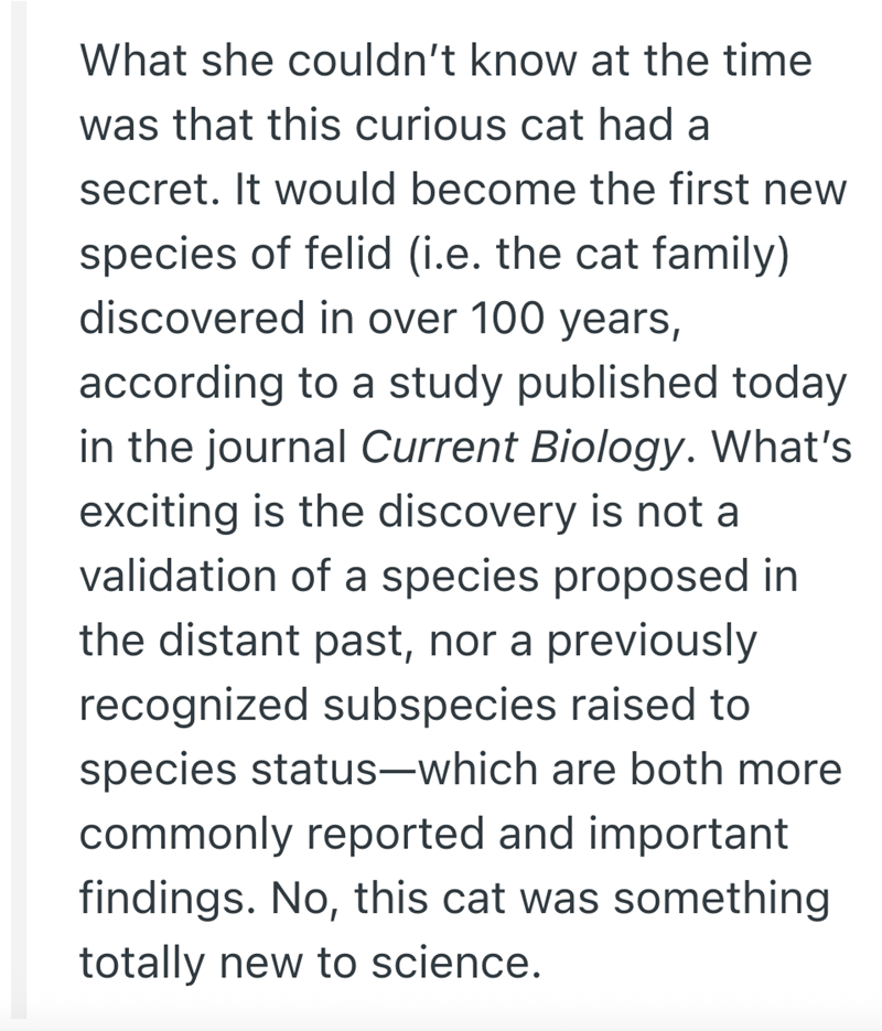 What she couldn't know at the time was that this curious cat had a secret. It would become the first new species of felid (i.e. the cat family) discovered in over 100 years, according to a study published today in the journal Current Biology. What's exciting is the discovery is not a validation of a species proposed in the distant past, nor a previously recognized subspecies raised to species status-which are both more commonly reported and important findings. No, this cat was something totally