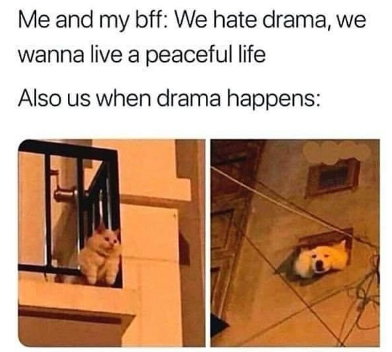 Me and my bff: We hate drama, we wanna live a peaceful life Also us when drama happens: