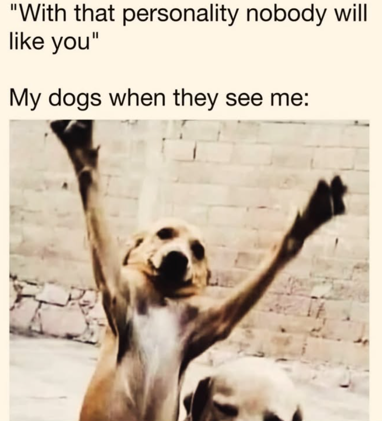 "With that personality nobody will like you" My dogs when they see me: