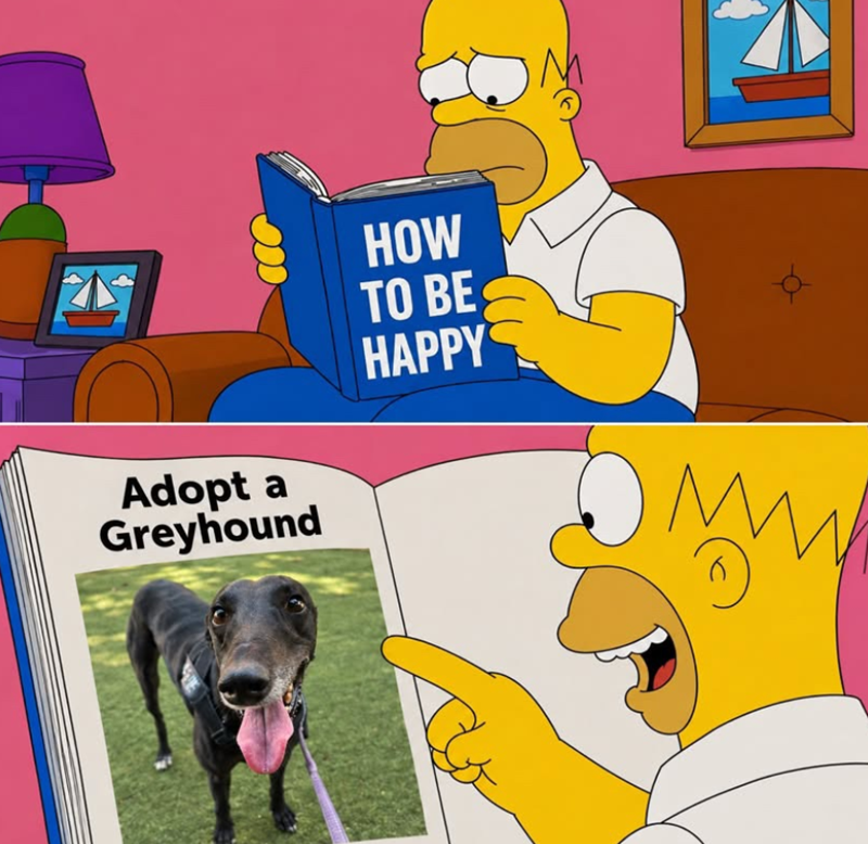 Adopt a Greyhound HOW TO BE HAPPY N