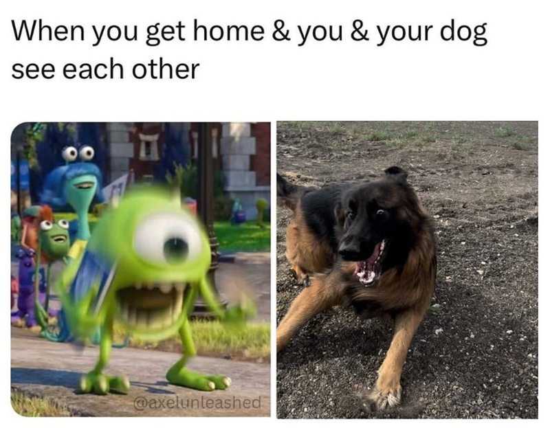 When you get home & you & your dog see each other @axelunleashed