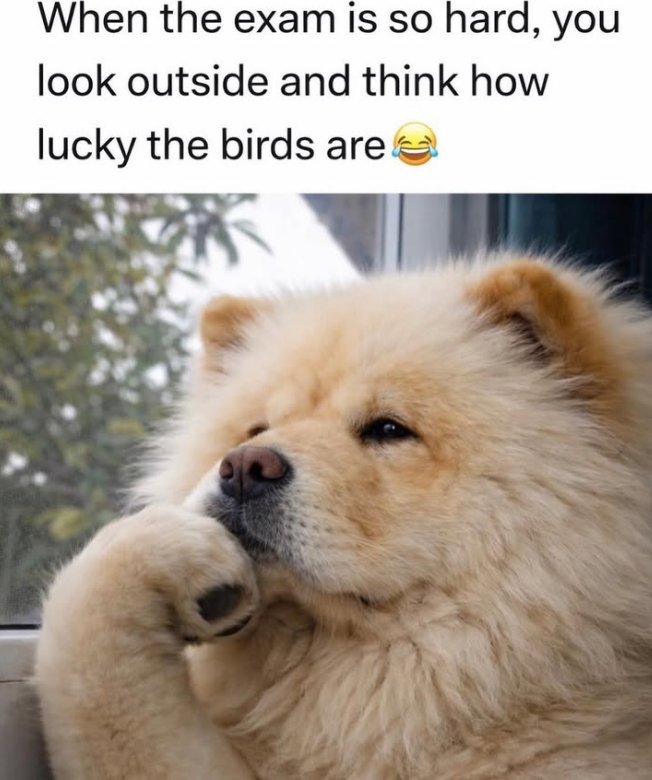 When the exam is so hard, you look outside and think how lucky the birds are