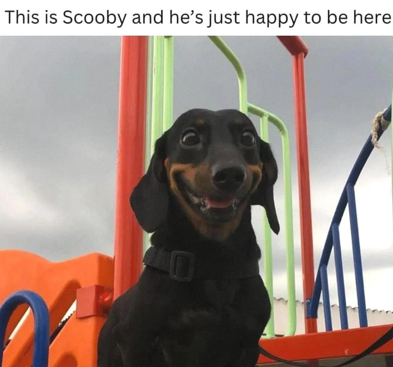 This is Scooby and he's just happy to be here