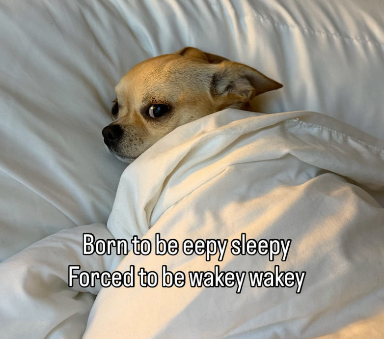 Born to be eepy sleepy Forced to be wakey wakey