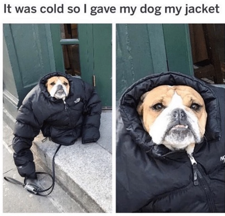 It was cold so I gave my dog my jacket NO
