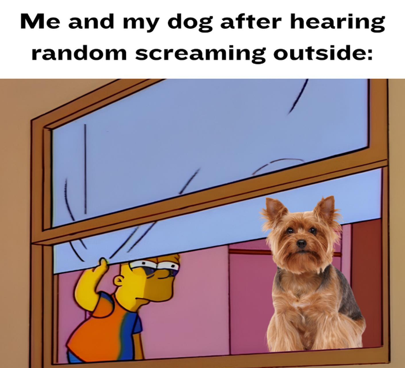 Me and my dog after hearing random screaming outside: