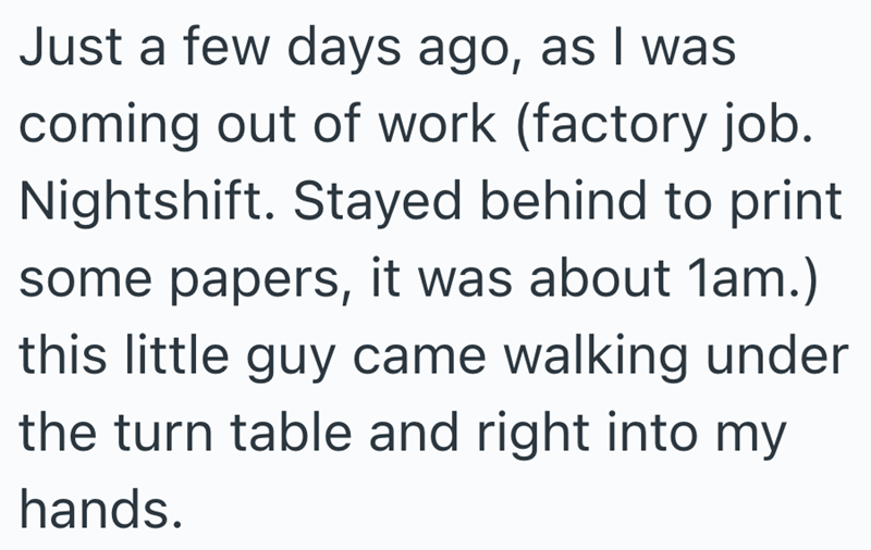 Just a few days ago, as I was coming out of work (factory job. Nightshift. Stayed behind to print some papers, it was about 1am.) this little guy came walking under the turn table and right into my hands.