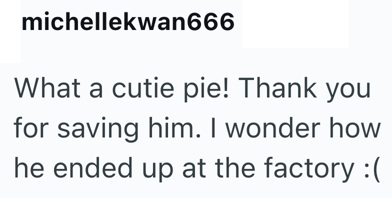 michellekwan666 What a cutie pie! Thank you for saving him. I wonder how he ended up at the factory :(