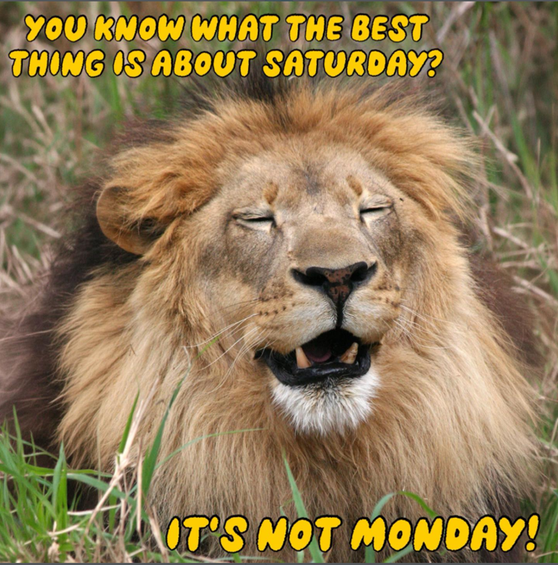 YOU KNOW WHAT THE BEST THING IS ABOUT SATURDAY? IT'S NOT MONDAY!
