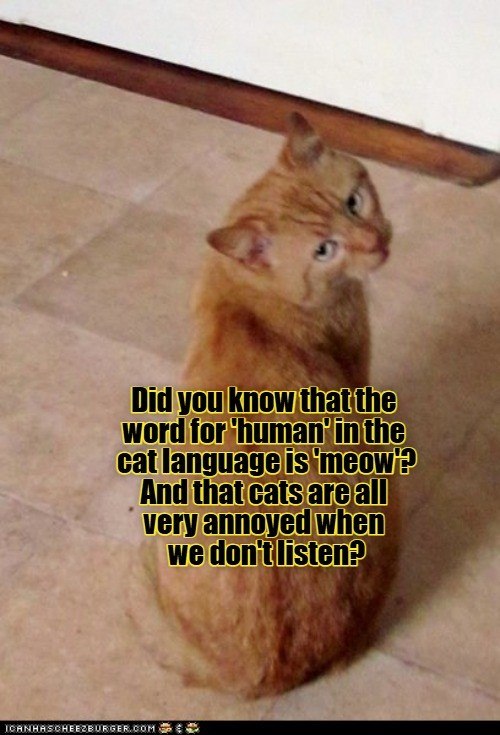 Did you know that the word for 'human' in the cat language is 'meow'? And that cats are all very annoyed when we don't listen? ICANHASCHEEZBURGER.COM