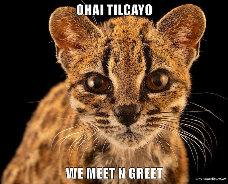 OHAI TILCAYO WE MEET N GREET шошгомим
