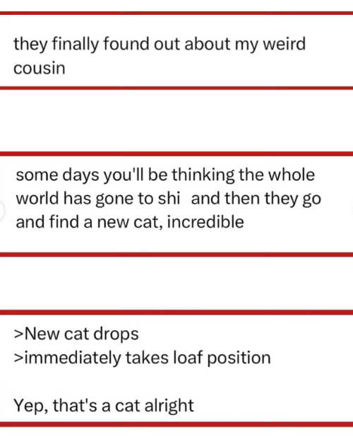they finally found out about my weird cousin some days you'll be thinking the whole world has gone to shi and then they go and find a new cat, incredible >New cat drops >immediately takes loaf position Yep, that's a cat alright