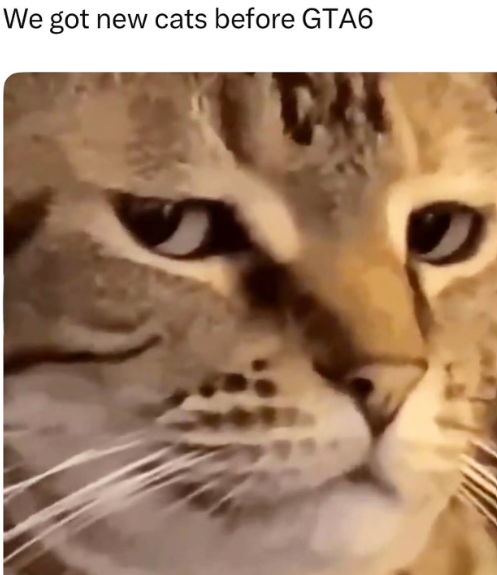 We got new cats before GTA6